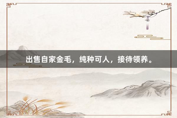 出售自家金毛，纯种可人，接待领养。
